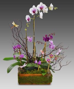 Assorted purple and white Orchids