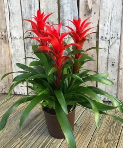 This plant features 3 separate bromeliads planted together for your enjoyment.